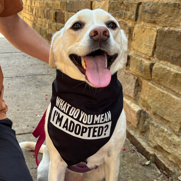 What Do You Mean I'm Adopted Dog Bandana